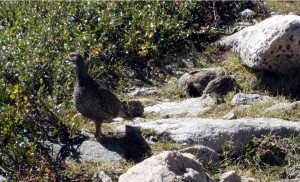 Ptarmigan and Chicks