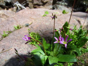 Not sure what this pretty flower is. 