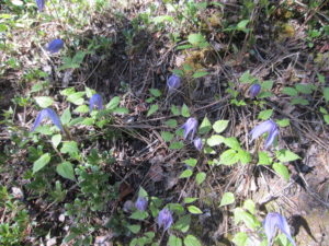 Harebells