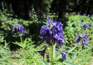 Subalpine Larkspur